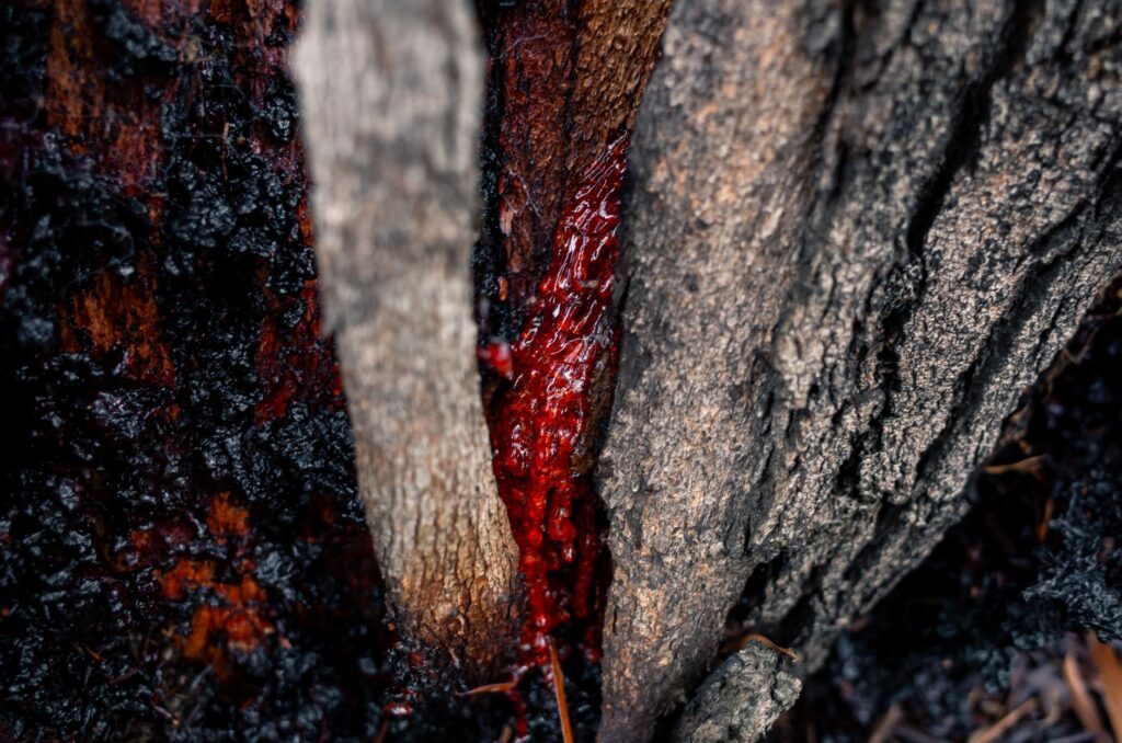 Close-up of shilajit resin oozing from a tree bark