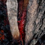 Close-up of shilajit resin oozing from a tree bark