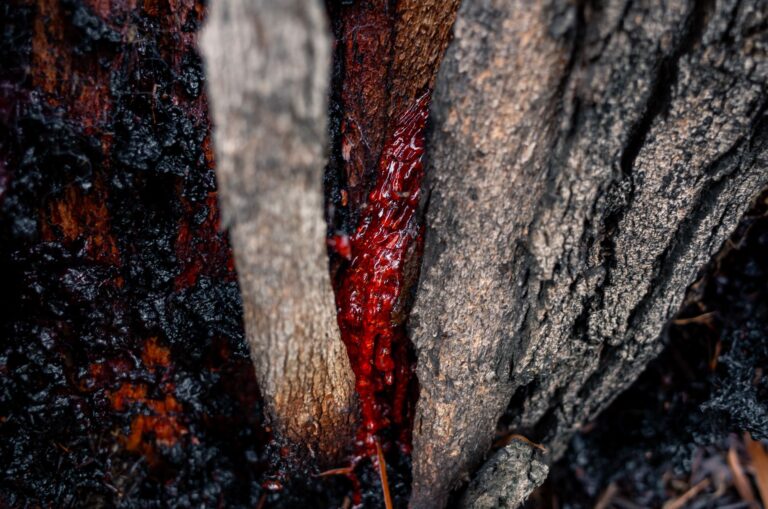 Close-up of shilajit resin oozing from a tree bark